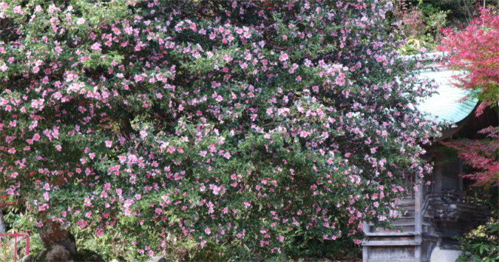 神域の花